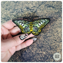 Eastern Tiger Swallowtail brooch