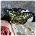 Broche Parthenos sylvia