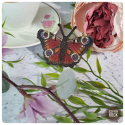 Broche Paon-du-jour