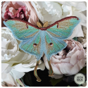 Eastern Tiger Swallowtail brooch