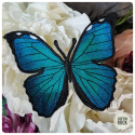 Broche Morpho Didius