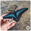 Eastern Tiger Swallowtail brooch