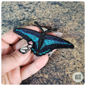 Eastern Tiger Swallowtail brooch