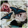 Eastern Tiger Swallowtail brooch