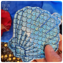 coquillage à écailles