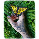 Broche Machaon Tigré De L'Est
