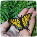 Broche Machaon Tigré De L'Est