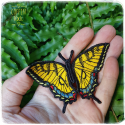 Eastern Tiger Swallowtail brooch