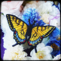 Broche Machaon Tigré De L'Est