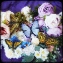Broche Machaon Tigré De L'Est