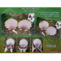 Lucky seashell