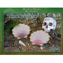 Lucky seashell